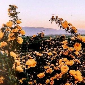 Meet your Posher, Abbey